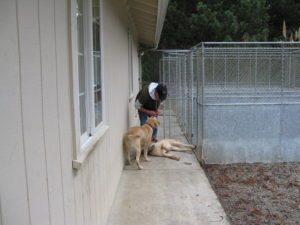 Boarding-dogs-2 Covington Creek Vet Dog Boarding Playing