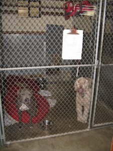 DOG-BOARDING-RUN-OCCUPIED Covington Creek Vet Dog Boarding